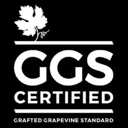 Grafted Grapewine Standards